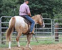 beginner-appaloosa-horse