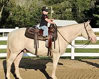 5-years-old-quarter-horse