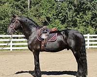 long-tail-friesian-horse