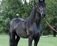 gypsyian-horse