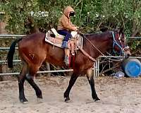 trail-riding-quarter-horse
