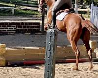 eventer-prospect-appendix-horse