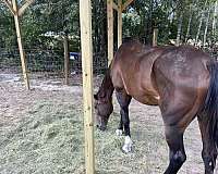 attention-saddlebred-horse