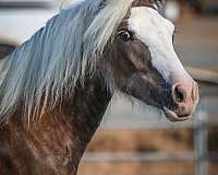 black-silver-gypsy-vanner-horse