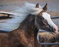 black-silver-horse