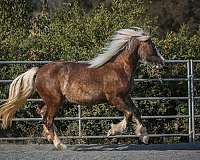 gypsy-horse-vanner