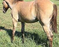 dun-roan-filly-broodmare-for-sale