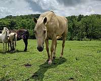 bred-pinto-horse