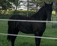 white-on-left-coronet-band-horse