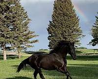 black-white-on-left-coronet-band-horse