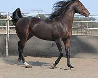black-thoroughbred-stallion