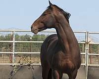 black-stallion-horse