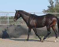 black-jc-stallion