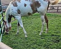 paint-horse-for-sale