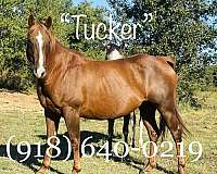 back-up-quarter-horse