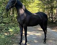 baske-afire-friesian-horse