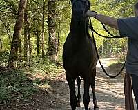 sweepstakes-friesian-horse