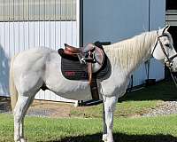 grey-branded-horse
