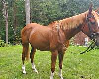 english-pleasure-thoroughbred-horse
