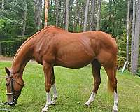 flashy-thoroughbred-horse