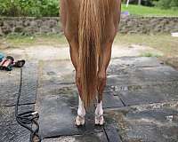 natural-horsemanship-training-thoroughbred-horse