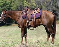 ridden-english-quarter-horse