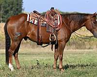 roping-quarter-horse