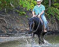 calf-roping-quarter-horse