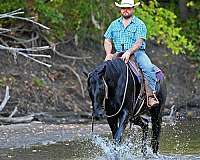 dressage-quarter-horse