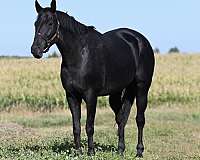 english-pleasure-quarter-horse