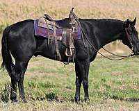 field-hunter-quarter-horse