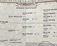 futurity-eligible-quarter-horse