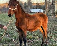 black-chestnut-horse-for-sale