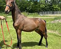 black-chestnut-horse-for-sale