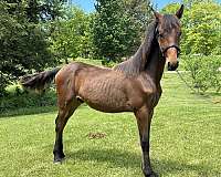 black-chestnut-athletic-horse