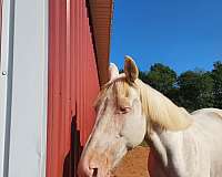 tennessee-walking-horse-for-sale