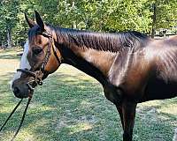 gymkhana-thoroughbred-horse