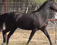 foal-for-sale-mare