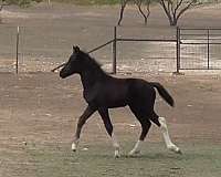 black-pshr-horse