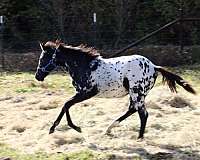 black-leopard-horse