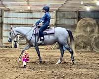 equestrian-arabian-horse