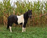 champ-miniature-horse