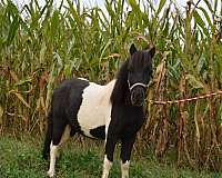 great-confirmation-miniature-horse