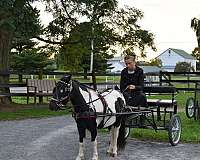 great-potential-miniature-horse