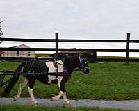 not-spooky-miniature-horse