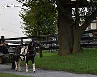 easy-to-drive-gelding