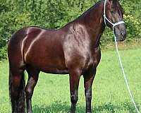 black-dressage-horse