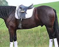 black-english-pleasure-horse