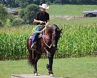 black-ridden-western-horse