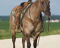 grulla-schoolmaster-horse